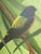 Late 20th Century Vintage Male Painted Bunting Bird Painting For Sale - Image 5 of 9