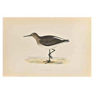 Alexander Francis Lydon, Green Sandpiper, Woodcut Print, 1870 For Sale