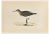 Alexander Francis Lydon, Green Sandpiper, Woodcut Print, 1870 For Sale