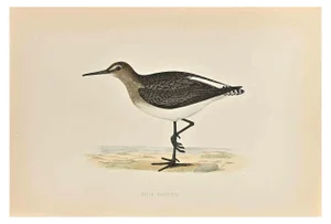 Alexander Francis Lydon, Green Sandpiper, Woodcut Print, 1870