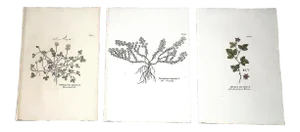Antique 18th Century Copperplate Engravings-Botanicals-Joseph Plenck -Imperial Folio - Set of 3