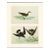 1966 Vintage Cottage Print "Dusky & Wilson's Petrels" After John James Audubon For Sale