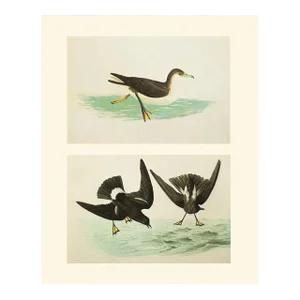 1966 Vintage Cottage Print "Dusky & Wilson's Petrels" After John James Audubon