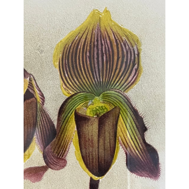 Lindenia Orchid Lithograph: Cypripendium Vexxillarium RCHB.Pl. CCCLX For Sale In Miami - Image 6 of 7