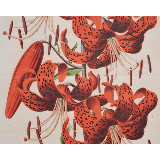Set of Nine Botanical Lithograph Prints After Louis Van Houtte For Sale - Image 12 of 18