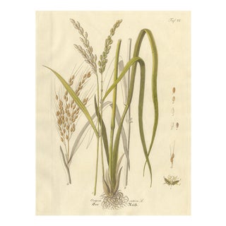 Antique Rice Botanical Print Oryza Sativa, 1831 For Sale