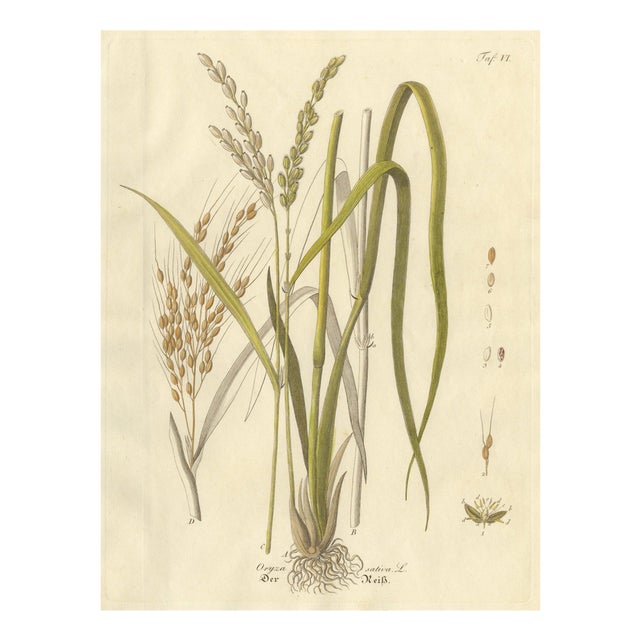 Antique Rice Botanical Print Oryza Sativa, 1831 For Sale