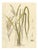 Antique Rice Botanical Print Oryza Sativa, 1831 For Sale