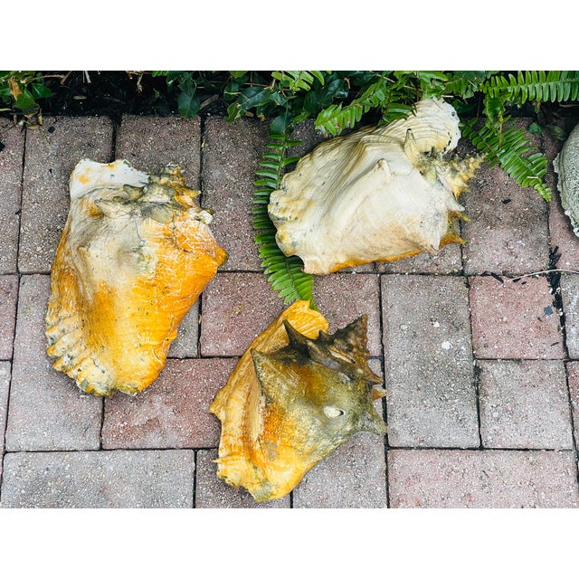 3 Large Antique Bahamas Conch Shells in Great Patina Distressed For Sale - Image 4 of 8
