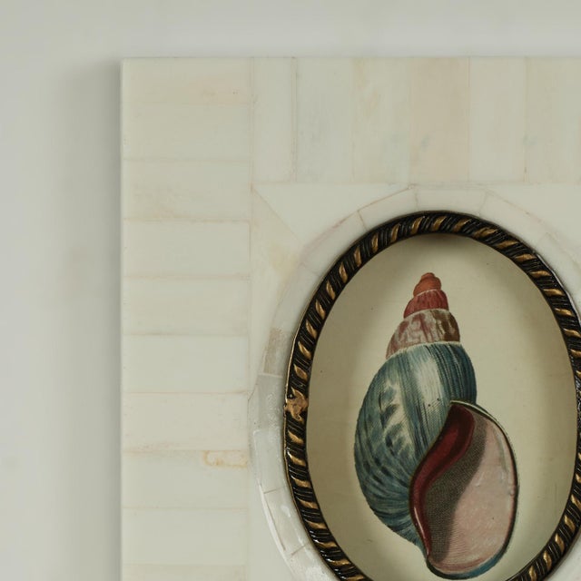 Contemporary Pair of Petite Bone Framed Seashell Prints For Sale - Image 3 of 16