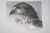 Late 20th Century Vigilance Eagle Bust Signed Limited Edition Original Lithograph by Robert Bateman For Sale - Image 13 of 13