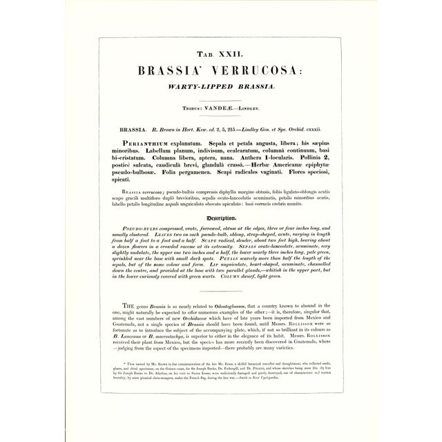 Large 1973 Orchid Flower Lithograph "Brassia Verrucosa" (Warty-Lipped Brassia) After James Bateman For Sale - Image 4 of 7