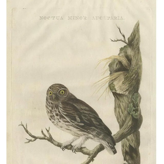 Sepp & Nozeman, Little Owl, 1770, Paper For Sale - Image 3 of 8