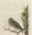 Sepp & Nozeman, Little Owl, 1770, Paper For Sale - Image 3 of 8