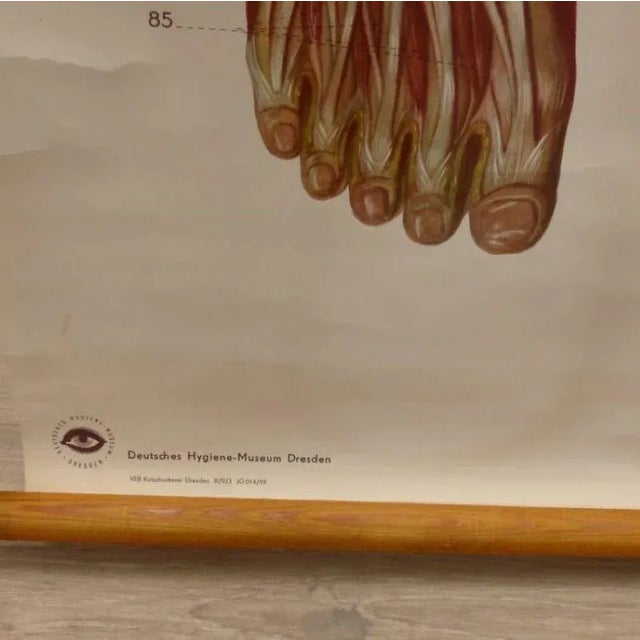 Vintage School Board "Muscle of Man", Germany, 1950s For Sale - Image 6 of 7