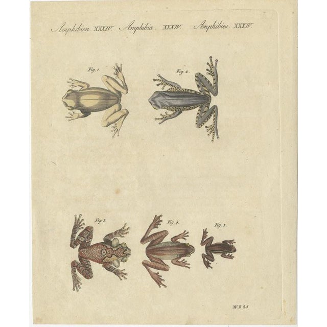 Bertuch, Five Tree Frogs, 1815, Print For Sale - Image 3 of 12
