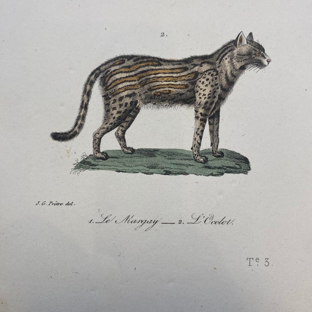French Antique 18th Century "Le Margay" Animal Engraving Hand Colored Signed Artwork For Sale - Image 4 of 8