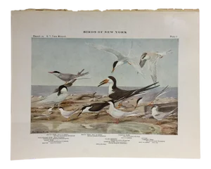 Vintage Birds of New York Terns Print