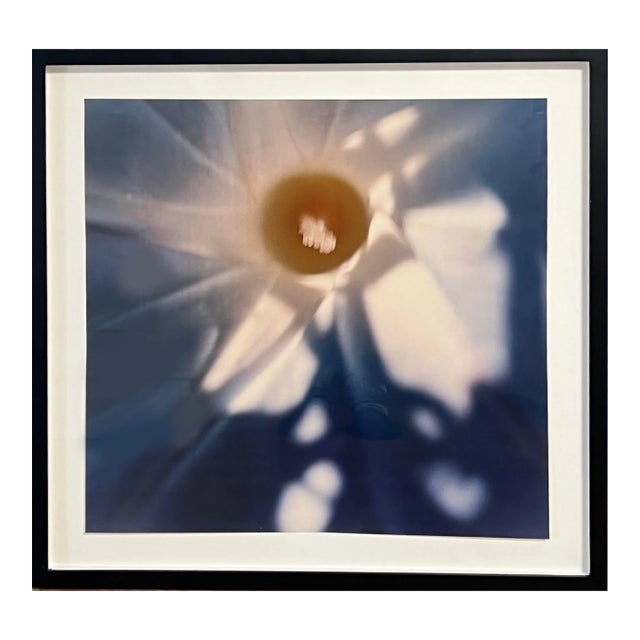 1970s Morning Glory Photograpy Series 4 of 7 For Sale
