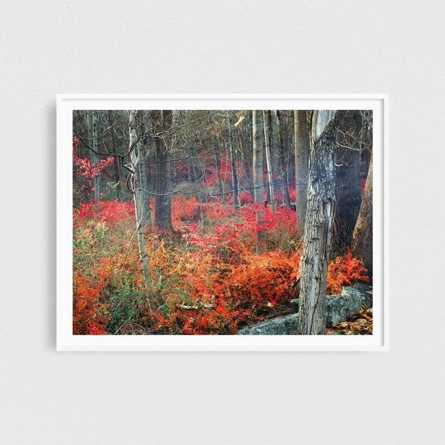This stunning photograph captures the enchanting beauty of a New Jersey autumn, as trees adorned with vibrant red, orange,...