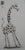 Laszlo Tibay, La girafe enjouée, Ink & Wash Drawing For Sale - Image 6 of 6