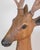 Mid 20th Century Italian 20th Century Life-Size Walnut Deer Sculpture For Sale - Image 5 of 12