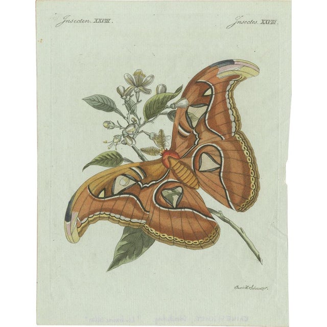 Bertuch, An Atlas Moth, 1800, Engraving For Sale - Image 9 of 9