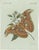 Bertuch, An Atlas Moth, 1800, Engraving For Sale - Image 9 of 9