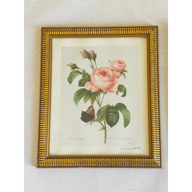 Shabby Chic 1960s Great Pair of P.J.Redoute Chromolithographs of Roses in Gold Frames Reproduction For Sale - Image 3 of 6