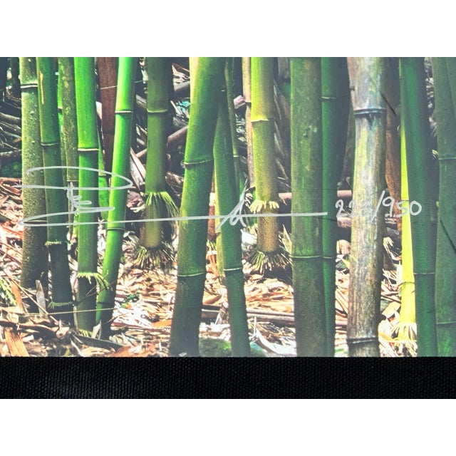 Lucky Bamboo Path Photo Taken by Peter Lik in Maui Hawaii, Green Bamboo, Framed For Sale - Image 11 of 18