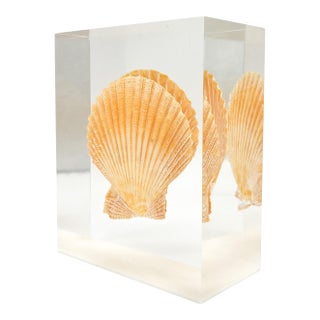 20th Century Lucite and Scallop Seashell Sculpture For Sale