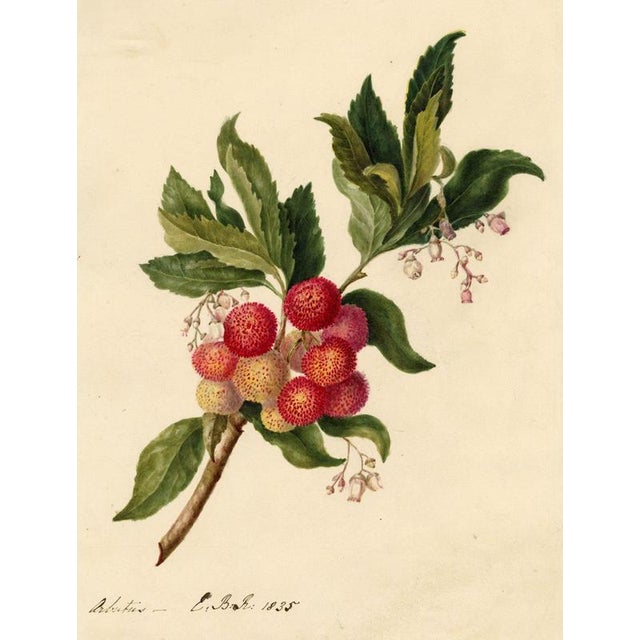 E.B.R. Strawberry Tree (Arbutus unedo) Branch with Fruit For Sale - Image 7 of 7