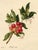 E.B.R. Strawberry Tree (Arbutus unedo) Branch with Fruit For Sale - Image 7 of 7