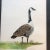 Vintage Original Watercolors Canadian Geese Originals a Pair For Sale - Image 4 of 8