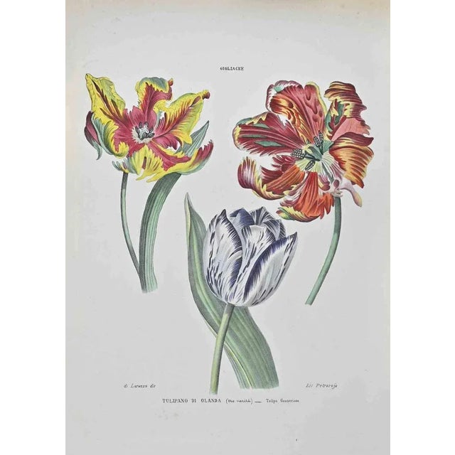 Lithograph hand watercolored. Belongs to the Series "Atlante di Botanica popolare ossia Illustrazione di Piante Notevoli...