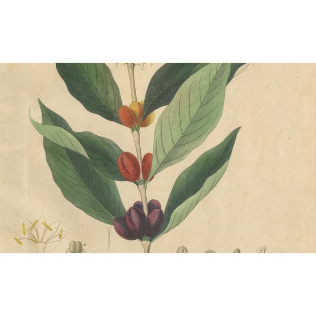 Coffea Arabica, 1800s, Paper For Sale - Image 4 of 10
