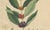 Coffea Arabica, 1800s, Paper For Sale - Image 4 of 10