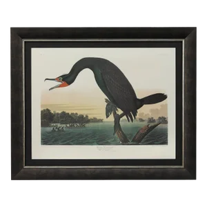 "Florida Cormorant" Lithograph by James John Audubon, Amsterdam Edition, 1971-72