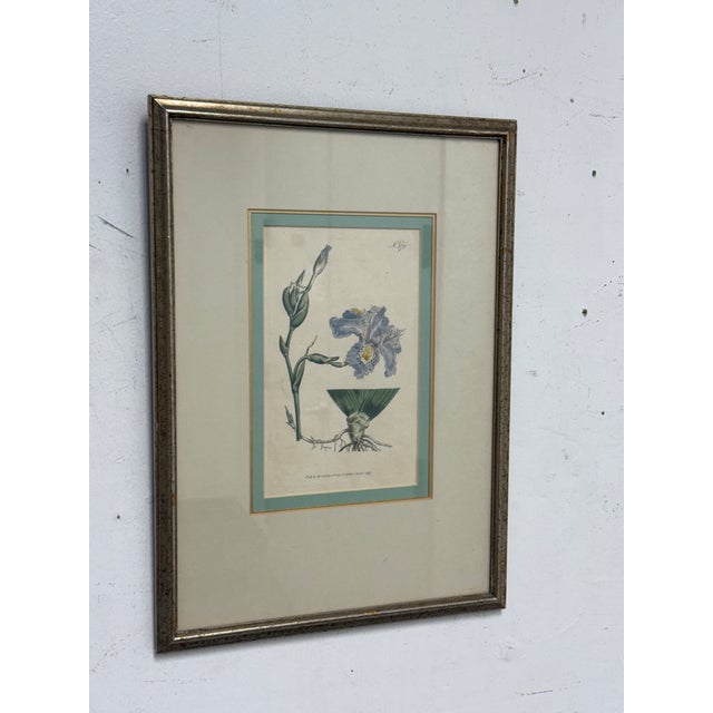 Chinese William Curtis "Chinese Iris" Botanical Print, Framed For Sale - Image 3 of 12