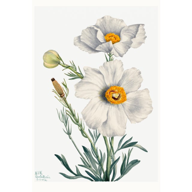 Matilija Poppy, Vintage Botanical Art Print Reproduction by Mary Vaux Walcott, 24″ × 36″ For Sale