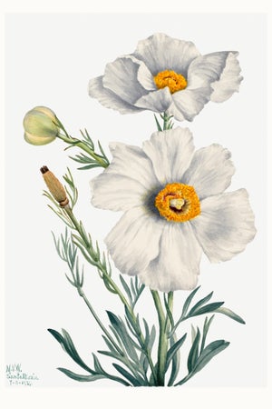 Matilija Poppy, Vintage Botanical Art Print Reproduction by Mary Vaux Walcott, 24″ × 36″