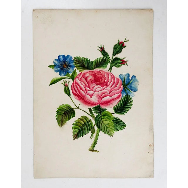 Antique circa 1900 gouache on Bristol paper painting of pink rose. Unsigned. Unframed, age toning, edge wear.