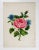 Antique circa 1900 gouache on Bristol paper painting of pink rose. Unsigned. Unframed, age toning, edge wear.