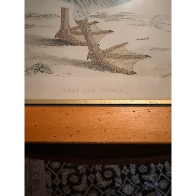 Antique Beverly Morris Original Bean Goose & Grey Lag Goose Framed Prints c.1855 - Set of 2 For Sale - Image 10 of 15