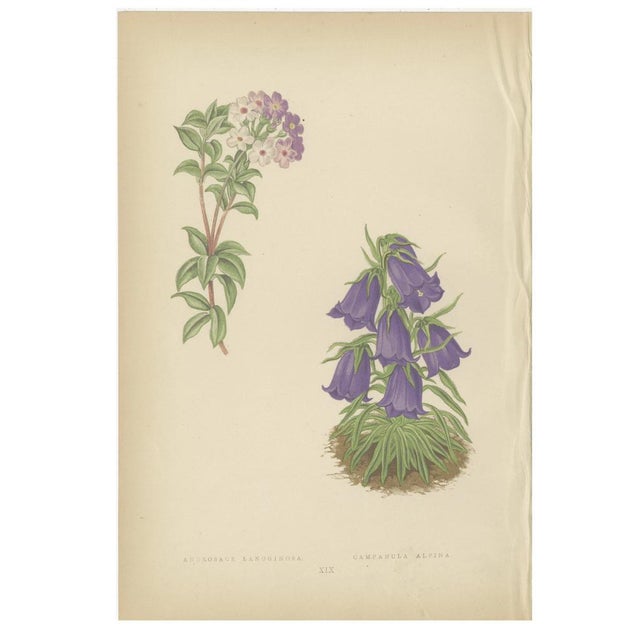 David Wooster, Victorian Triptych of Alpine Flowers from Alpine Plants, 1874, Print, Set of 3 For Sale - Image 4 of 5