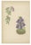 David Wooster, Victorian Triptych of Alpine Flowers from Alpine Plants, 1874, Print, Set of 3 For Sale - Image 4 of 5