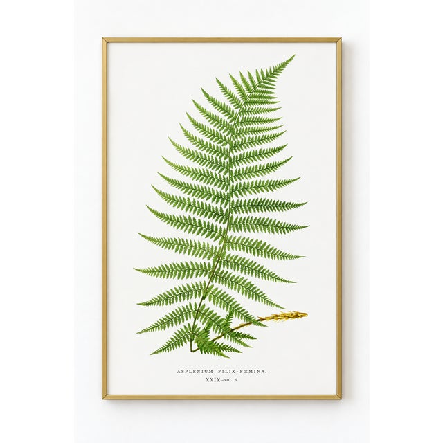 An arching green fern unfolds across a soft white background in this botanical art print. Slender, finely divided leaflets...