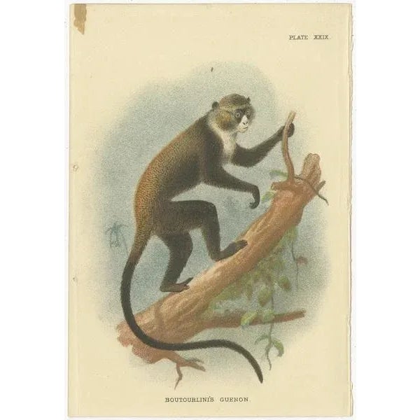 Lloyd, Guenon Monkey Species, 1890s, Paper, Set of 4 For Sale - Image 4 of 6
