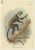 Lloyd, Guenon Monkey Species, 1890s, Paper, Set of 4 For Sale - Image 4 of 6