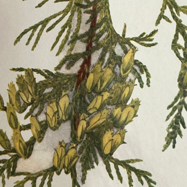 Vintage Tree Botanicals- Framed Set of 4- Authentic Vintage 1963 For Sale - Image 4 of 5